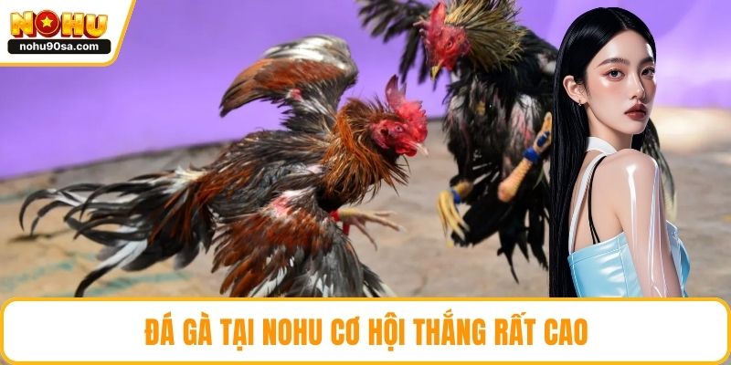 Đá gà tại NOHU cơ hội thắng rất cao